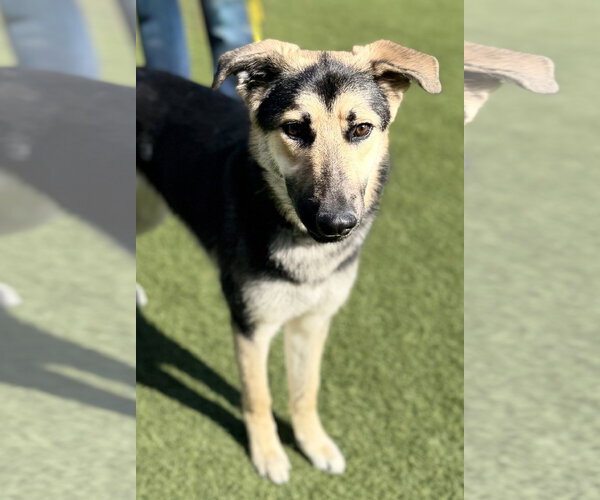 Medium Photo #2 German Shepherd Dog Puppy For Sale in Salinas, CA, USA