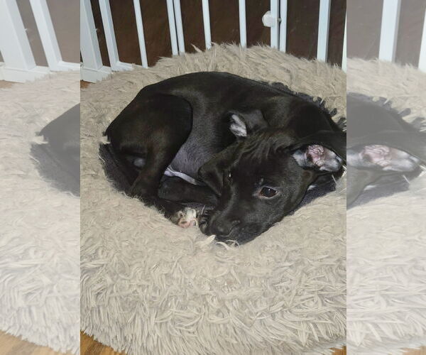 Medium Photo #6 Pug-Unknown Mix Puppy For Sale in Virginia Beach, VA, USA