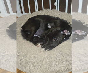 Pug-Unknown Mix Dogs for adoption in Virginia Beach, VA, USA