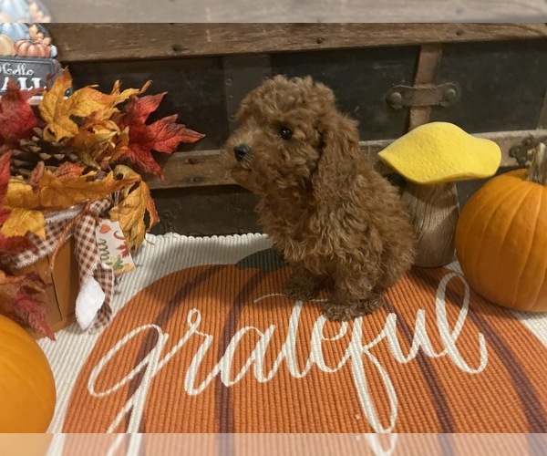 Medium Photo #2 Cavapoo Puppy For Sale in FULTON, KS, USA
