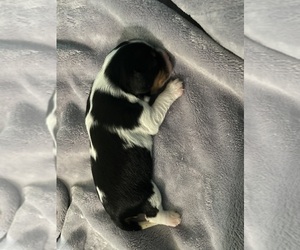 Cavalier King Charles Spaniel Puppy for sale in RIVERSIDE, CA, USA