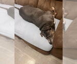 Small #3 American Pit Bull Terrier Mix