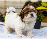 Puppy 2 Shih Tzu