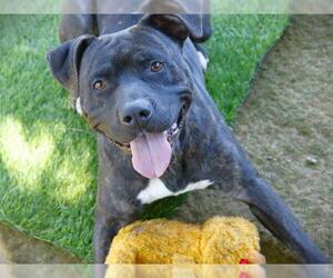 American Bulldog-Unknown Mix Dogs for adoption in Tallahassee, FL, USA