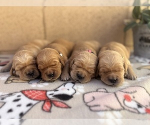 Golden Retriever Puppy for sale in CERES, CA, USA