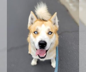 Siberian Husky-Unknown Mix Dogs for adoption in Sacramento, CA, USA