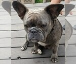 Small Photo #1 French Bulldog Puppy For Sale in MOSS BEACH, CA, USA