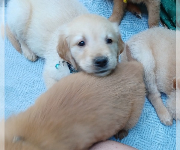 Medium Photo #13 Golden Retriever Puppy For Sale in EARLY BRANCH, SC, USA