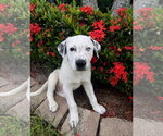 Small #1 Lab-Pointer