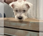 Small Photo #3 West Highland White Terrier Puppy For Sale in TOPEKA, KS, USA