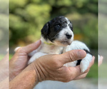 Small Photo #1 Poodle (Standard) Puppy For Sale in CHAMPION, NC, USA