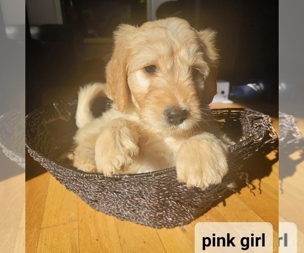 Medium Photo #4 Goldendoodle Puppy For Sale in KIMBALL, MN, USA