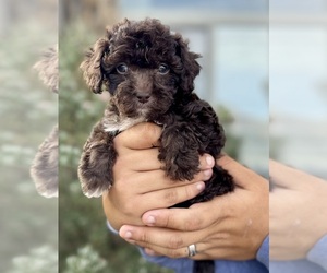 Maltipoo Puppy for Sale in CASA GRANDE, Arizona USA