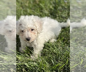 Bichon Frise Puppy for sale in DAVENPORT, IA, USA