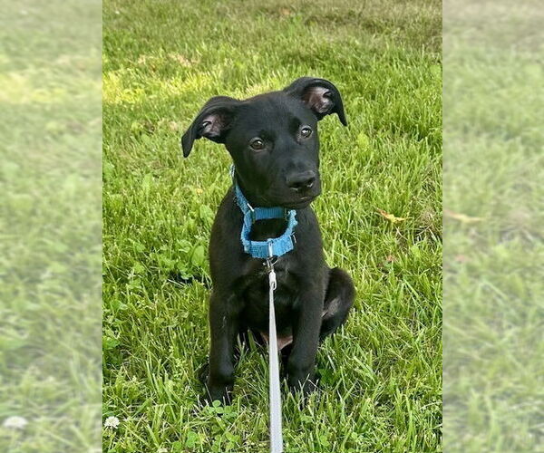 Medium Photo #9 Labrador Retriever-Unknown Mix Puppy For Sale in Brewster, NY, USA