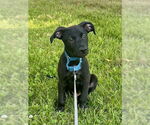 Small #8 Labrador Retriever Mix