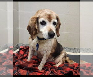 Beagle Dogs for adoption in Fairfax, VA, USA