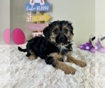 Small #2 YorkiePoo
