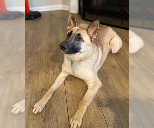 Medium Photo #1 Mutt Puppy For Sale in Raleigh, NC, USA