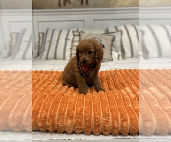 Medium Photo #8 Goldendoodle (Miniature) Puppy For Sale in SAINT JAMES, MO, USA