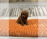 Small #7 Goldendoodle (Miniature)