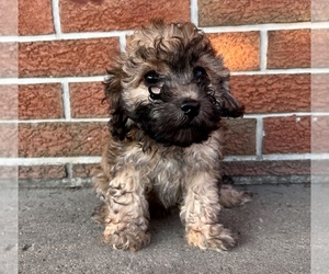 Poodle (Miniature) Puppy for sale in SILVER LAKE, IN, USA