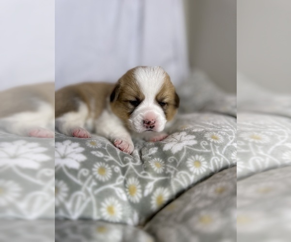 Medium Photo #8 Pembroke Welsh Corgi Puppy For Sale in GRAND RAPIDS, MI, USA