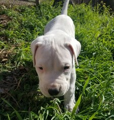 Dogo Argentino Puppy for sale in KEMPNER, TX, USA