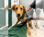 Small Basset Hound-German Shepherd Dog Mix