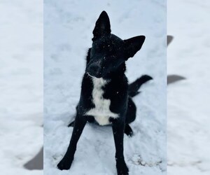 Border Collie-Unknown Mix Dogs for adoption in Winter Park, CO, USA