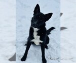 Small Border Collie Mix