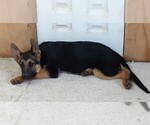 Small Photo #5 German Shepherd Dog Puppy For Sale in MORRISVILLE, MO, USA