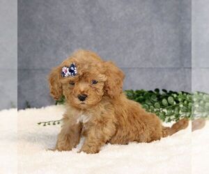 Cavapoo Puppy for sale in BIRD IN HAND, PA, USA