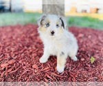 Small Photo #19 Miniature Australian Shepherd Puppy For Sale in BLACK FOREST, CO, USA