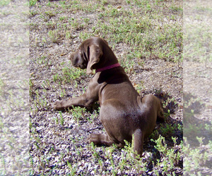 German Shorthaired Pointer Puppy for sale in LITTLETON, CO, USA