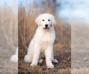 Maremma Sheepdog Puppy for sale in CONWAY, MO, USA