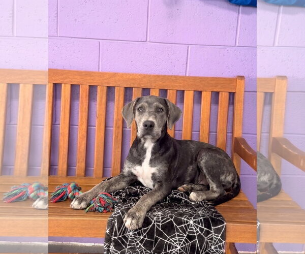 Medium Photo #1 Labrador Retriever-Unknown Mix Puppy For Sale in Genesee, WI, USA