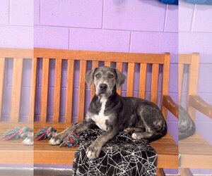 Labrador Retriever-Unknown Mix Dogs for adoption in Genesee, WI, USA