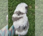 Small #4 Aussiedoodle Miniature 