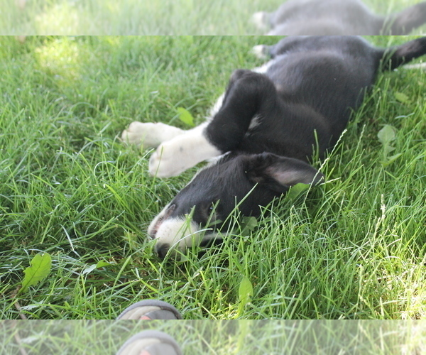 Medium Photo #3 Border Collie Puppy For Sale in VALLEY, WA, USA