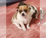 Puppy Eddie Chihuahua