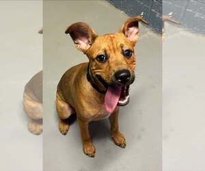 Carolina Dog-Unknown Mix Dogs for adoption in Rowlett, TX, USA