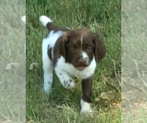 English Springer Spaniel Puppy for sale in SPRING, TX, USA