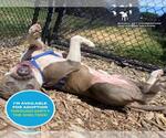 Small #1 American Pit Bull Terrier