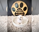 Small #2 Maltipoo (Toy)