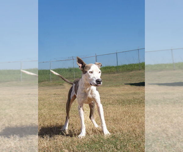 Medium Photo #3 Mutt Puppy For Sale in Abbeville, LA, USA