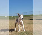 Small #2 Mutt