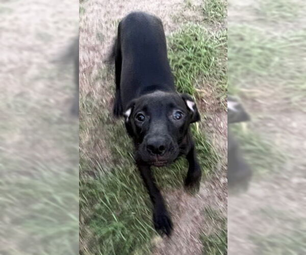 Medium Photo #5 Labrador Retriever-Unknown Mix Puppy For Sale in Tarrytown, GA, USA