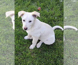 Mutt Dogs for adoption in Polson, MT, USA
