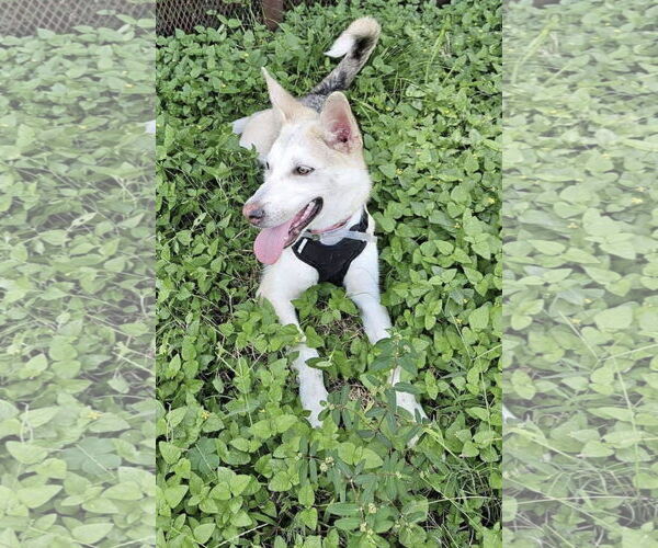 Medium Photo #1 German Shepherd Dog-Unknown Mix Puppy For Sale in Kankakee, IL, USA